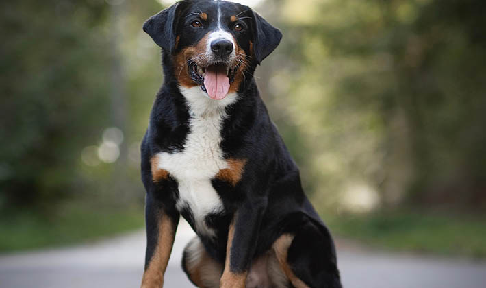 Alles für den Hund LANDI